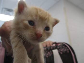 A383672 -  Domestic Short Hair Cat for Adoption in Ocala, Florida - A383672 | PetCurious