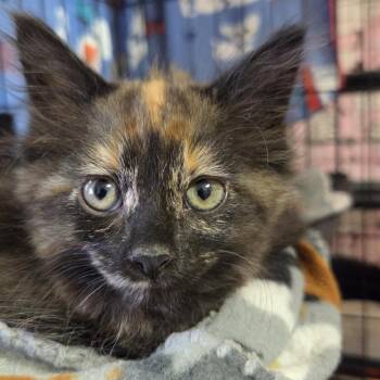 Scarlet -  Domestic Long Hair Cat for Adoption in Belfair, Washington - Scarlet | PetCurious