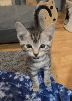 American Shorthair Cats Available for Adoption - Sterling-kj | PetCurious