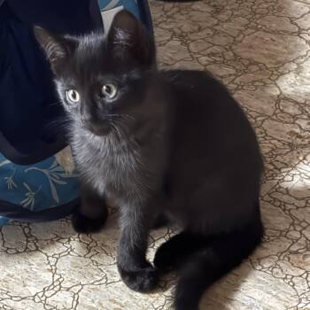 Jett -  Domestic Short Hair Cat for Adoption in Garden City, Michigan - Jett | PetCurious