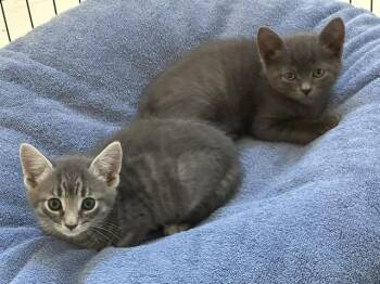 Jack and Poppy -  Tabby Cat for Adoption in Stamford, Connecticut - Jack And Poppy | PetCurious