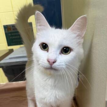 Mushu -  Domestic Short Hair Cat for Adoption in West Olive, Michigan - Mushu | PetCurious