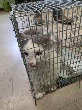 Domestic Medium Hair Cats Available for Adoption in Burnsville, North Carolina - Ziggy | PetCurious