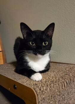 October -  Domestic Short Hair Cat for Adoption in Sioux Falls, South Dakota - October | PetCurious