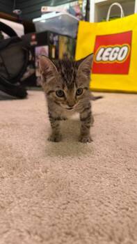 Tiger -  Domestic Short Hair Cat for Adoption in San Antonio, Texas - Tiger | PetCurious