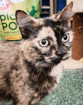 Domestic Medium Hair and Tortoiseshell Cats Available for Adoption in Philadelphia, Pennsylvania - Abigail Flufferton | PetCurious