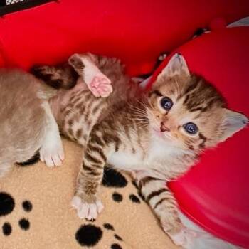 Domestic Short Hair Cats Available for Adoption in Bentonville, Arkansas - Lazlo | PetCurious