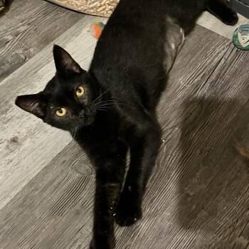 Star Shine -  Domestic Short Hair Cat for Adoption in Volcano, Hawaii - Star Shine | PetCurious
