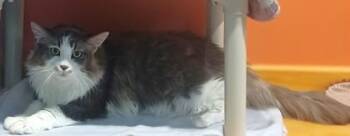 Rescue Domestic Long Hair Cats for Adoption in Stanwood, Washington - Lucy The Spicy | PetCurious