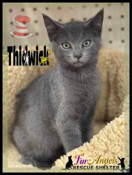 Rescue Domestic Short Hair Cats for Adoption in Ottawa Hills, Ohio - Thidwick | PetCurious