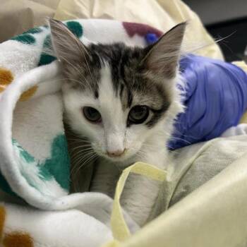 Takis -  Domestic Medium Hair Cat for Adoption in Salt Lake City, Utah - Takis | PetCurious