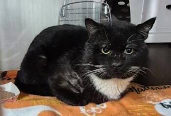 Domestic Short Hair Cats Available for Adoption in Butte, Montana - Skippy - Feral Barn Cat | PetCurious