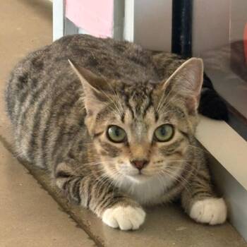 Cool Hand Luke -  Domestic Short Hair Cat for Adoption in Leander, Texas - Cool Hand Luke | PetCurious