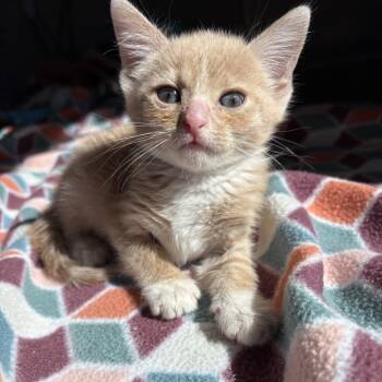 Rescue Domestic Short Hair Cats for Adoption in Austin, Texas - Unsalted Peanut 29 | PetCurious