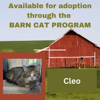 CLEO BARN CAT -  Domestic Short Hair Cat for Adoption in Westminster, Maryland - CLEO BARN CAT | PetCurious