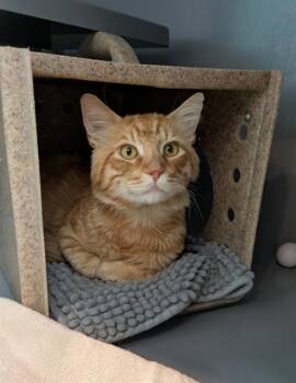ORANGEADE -  Domestic Medium Hair Cat for Adoption in Leesburg, Virginia - ORANGEADE | PetCurious