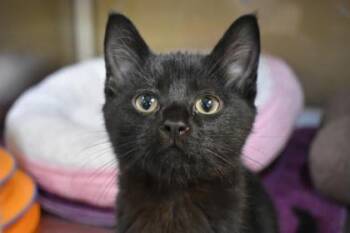 Babka -  Domestic Short Hair Cat for Adoption in Kansas City, Missouri - Babka | PetCurious