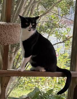 Bentley -  Domestic Short Hair Cat for Adoption in Lansdowne, Pennsylvania - Bentley | PetCurious