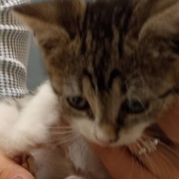 Sweet Pea -  Domestic Short Hair Cat for Adoption in Coos Bay, Oregon - Sweet Pea | PetCurious