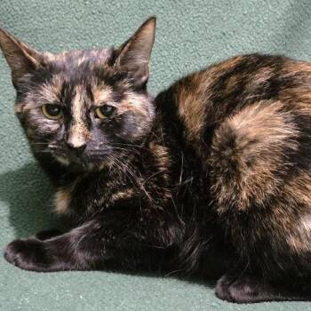 Domestic Short Hair Cats Available for Adoption in Concord, New Hampshire - Tiramisu | PetCurious