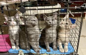 Rescue Domestic Short Hair Cats for Adoption in Lacon, Illinois - Kittens (male And Female) | PetCurious
