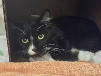 Harry -  Domestic Long Hair and Domestic Short Hair Cat for Adoption in Westland, Michigan - Harry | PetCurious