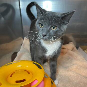Mabel -  Domestic Short Hair Cat for Adoption in Roanoke, Virginia - Mabel | PetCurious