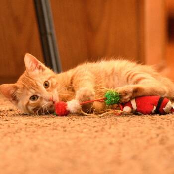 Rescue Domestic Short Hair Cats for Adoption in Bismarck, North Dakota - Citrus | PetCurious