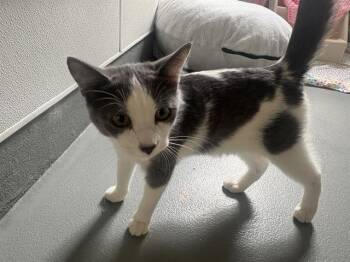 LANI -  Domestic Short Hair Cat for Adoption in Santa Cruz, California - LANI | PetCurious