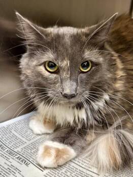 Aria -  Domestic Medium Hair Cat for Adoption in Wichita, Kansas - Aria | PetCurious