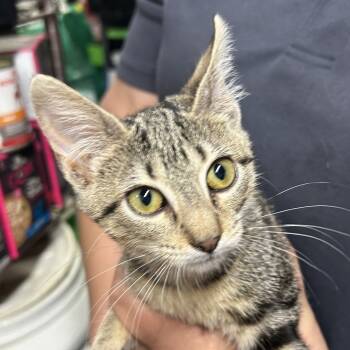 Rescue American Shorthair Cats for Adoption in Mount Vernon, Arkansas - Deann | PetCurious