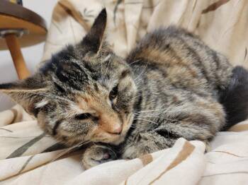 Maddy -  Domestic Short Hair Cat for Adoption in Lorain, Ohio - Maddy | PetCurious