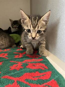 CRIMSON -  Domestic Short Hair Cat for Adoption in Long Beach, California - CRIMSON | PetCurious