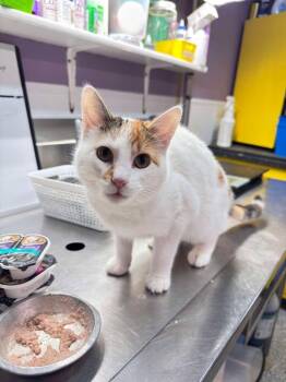 Domestic Short Hair Cats Available for Adoption in Knoxville, Iowa - Peaches | PetCurious