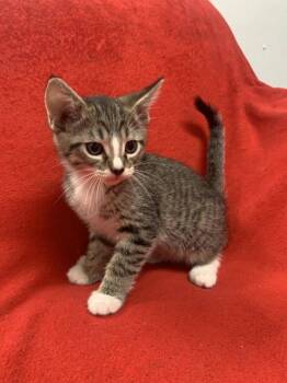 Rescue Domestic Short Hair Cats for Adoption in Fairfield, Illinois - Po | PetCurious