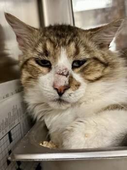 Domestic Medium Hair Cats Available for Adoption in Wichita, Kansas - Jerry | PetCurious