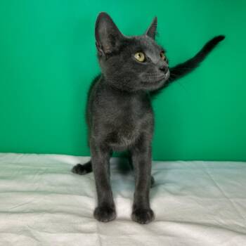 Marlin -  Domestic Short Hair Cat for Adoption in San Antonio, Texas - Marlin | PetCurious