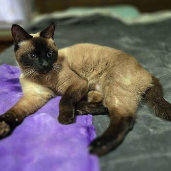 Panda26 -  Siamese Cat for Adoption in Youngsville, North Carolina - Panda26 | PetCurious