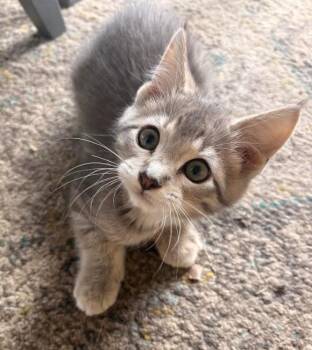 Mango -  Domestic Short Hair Cat for Adoption in Brooklyn Center, Minnesota - Mango | PetCurious