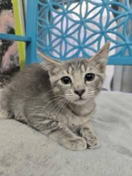 Pterodactyl -  Domestic Short Hair Cat for Adoption in Savannah, Georgia - Pterodactyl | PetCurious