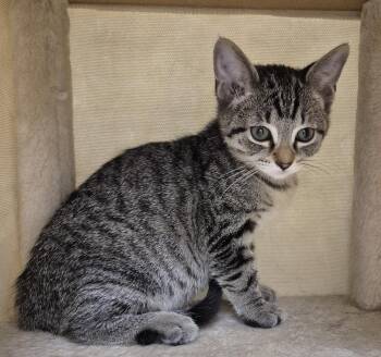 Pretzel -  Domestic Short Hair Cat for Adoption in South Bend, Indiana - Pretzel | PetCurious