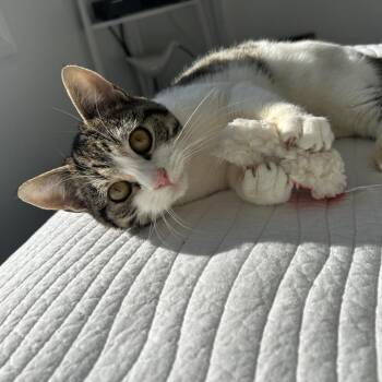 Giggles/Sporkie -  Domestic Short Hair Cat for Adoption in Calverton, New York - Giggles/Sporkie | PetCurious