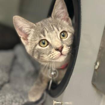 WV2386 Small Sugar -  Domestic Short Hair Cat for Adoption in Port Washington, New York - WV2386 Small Sugar | PetCurious