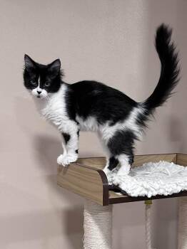 Domestic Medium Hair Cats Available for Adoption in Grand Forks, North Dakota - CINDER | PetCurious