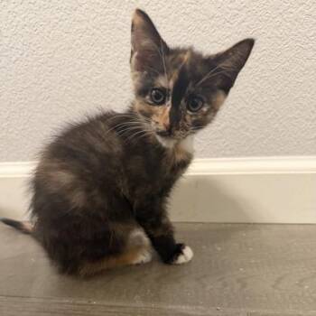 Lava Cake -  Domestic Short Hair Cat for Adoption in Roseville, California - Lava Cake | PetCurious