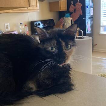 Lola Boo -  Domestic Short Hair Cat for Adoption in Philadelphia, Pennsylvania - Lola Boo | PetCurious