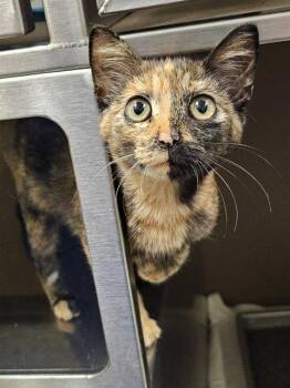 DOLLY -  Domestic Short Hair Cat for Adoption in Clyde, North Carolina - DOLLY | PetCurious