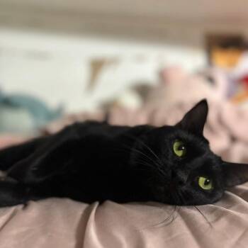 Spooky -  Domestic Short Hair Cat for Adoption in Long Beach, California - Spooky | PetCurious