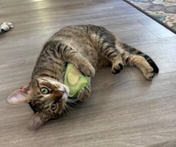 Rescue Tabby Cats for Adoption in Goshen, Indiana - Mory | PetCurious