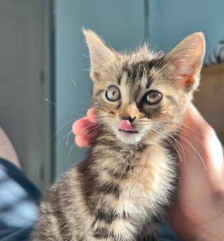 Trixie -  Domestic Short Hair Cat for Adoption in Augusta, Georgia - Trixie | PetCurious